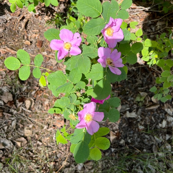 Meet your Posher, Ashley - Picture 1 of 1